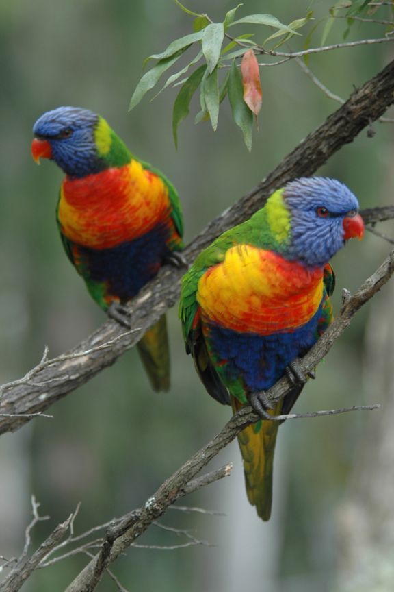 'Attracting Native Birds to Your Garden' Workshop - Fraser's Landing ...